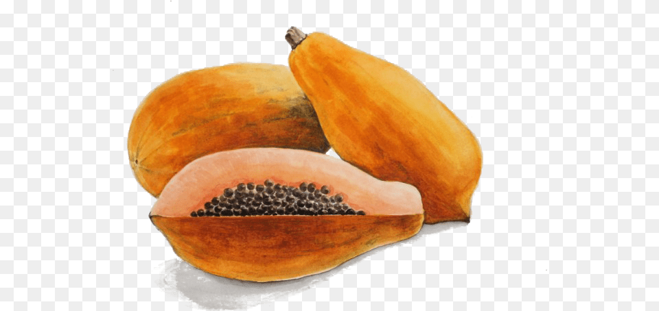 Download Papaya Drawing Watercolor Watercolour Papaya Papaya Pintada, Food, Fruit, Plant, Produce Png Image