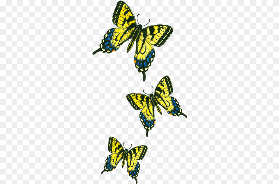 Papilio Machaon Hd Uokplrs Clip Art, Animal, Butterfly, Insect, Invertebrate Free Png Download