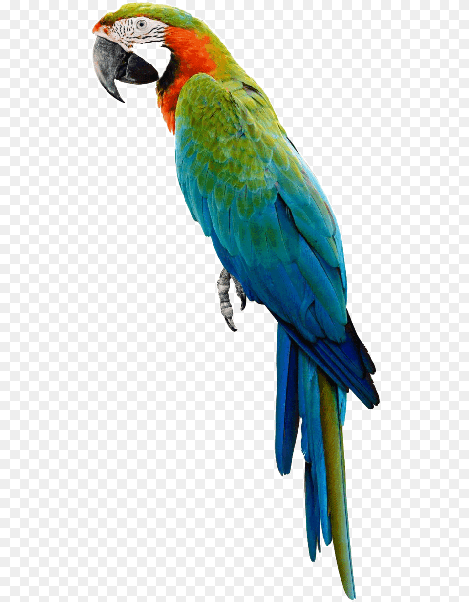 Parrot, Animal, Bird, Macaw Free Png Download