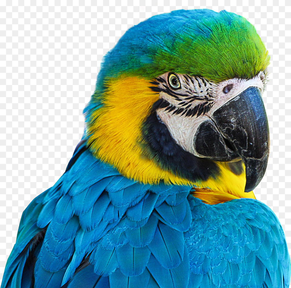 Download Parrot Image For Parrot, Animal, Bird, Macaw Png