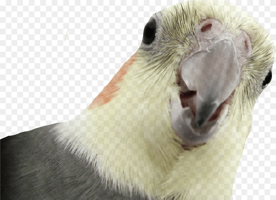 Download Parrot Images Nimfa Free Png