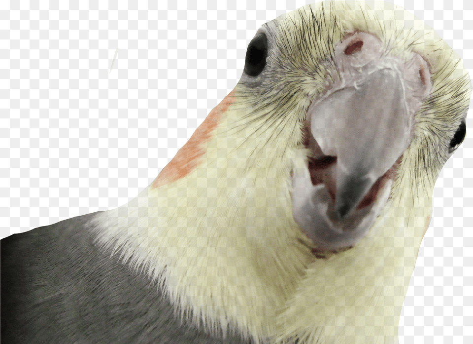 Download Parrot Images Nimfa Parrot, Machine, Gearshift, Ammunition, Grenade Free Png