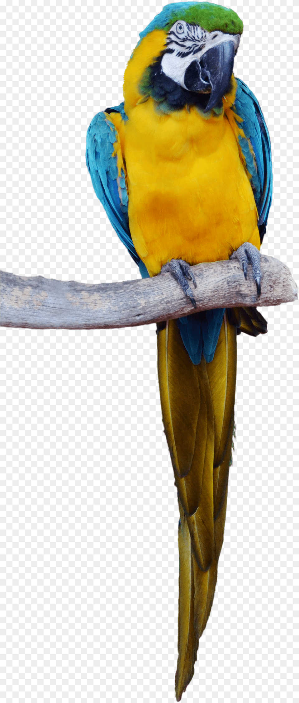 Download Parrotpngtransparentimagestransparent Tropical Bird Transparent, Animal, Macaw, Parrot Png Image