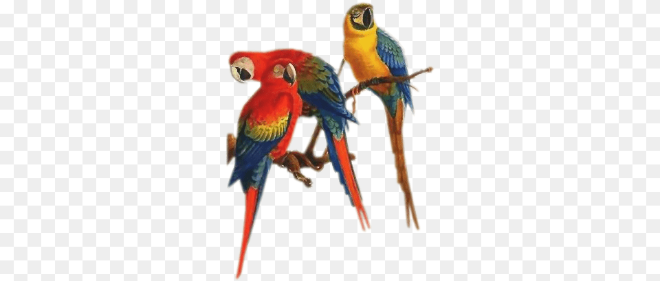 Parrots Passaros, Animal, Bird, Macaw, Parrot Free Png Download