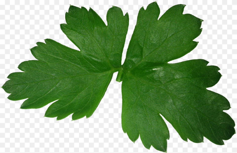 Download Parsley Image For Parsley, Herbs, Leaf, Plant Free Png