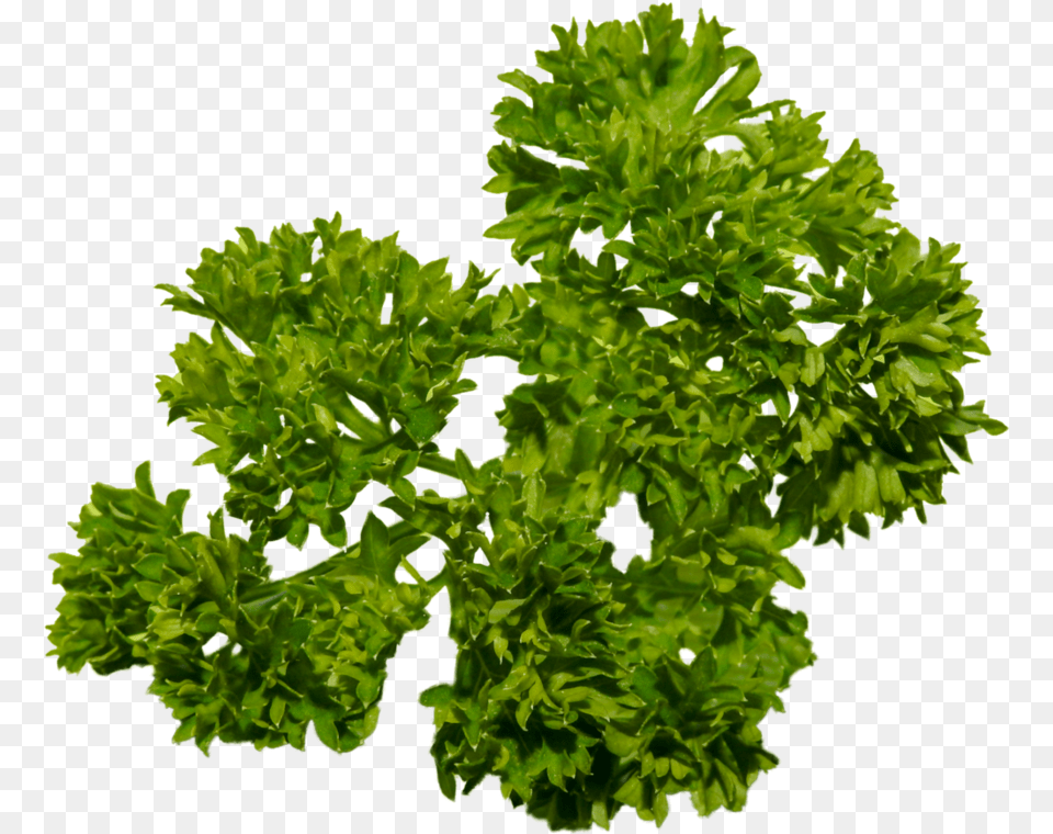 Download Parsley Tree Full Size Pngkit Portable Network Graphics, Herbs, Plant Png Image