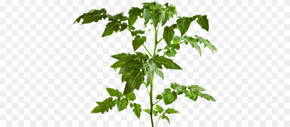 Download Part Of Tomato Plants Leaf Transparent Tomato Tree, Plant, Green, Oak, Sycamore Png Image
