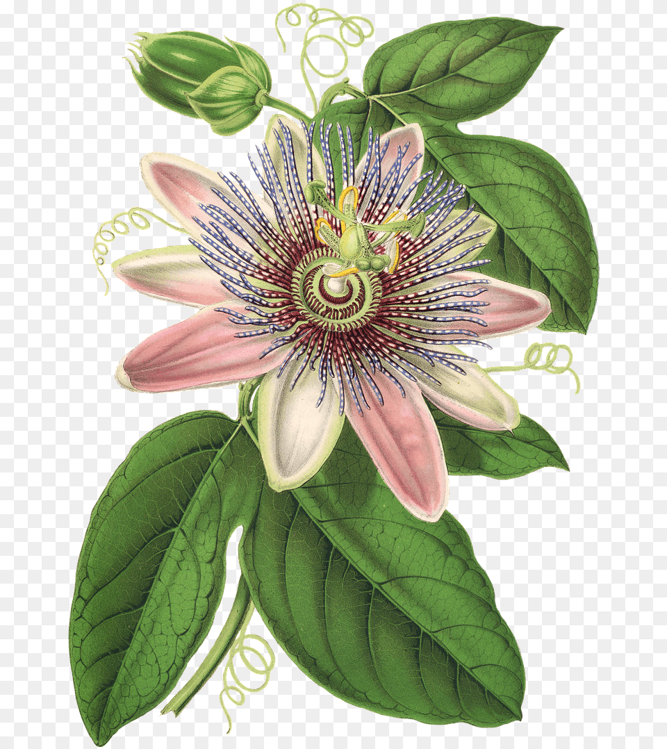 Download Passion Flower Plant Blossom Bloom Passion Flower, Anther Png Image