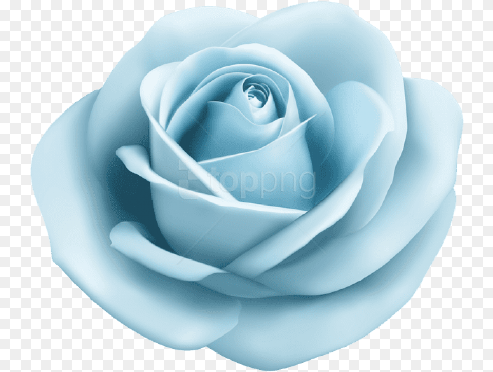 Download Pastel Blue Lightblue Babyblue Bluerose Rose Roses Light Blue Rose, Flower, Plant Free Png