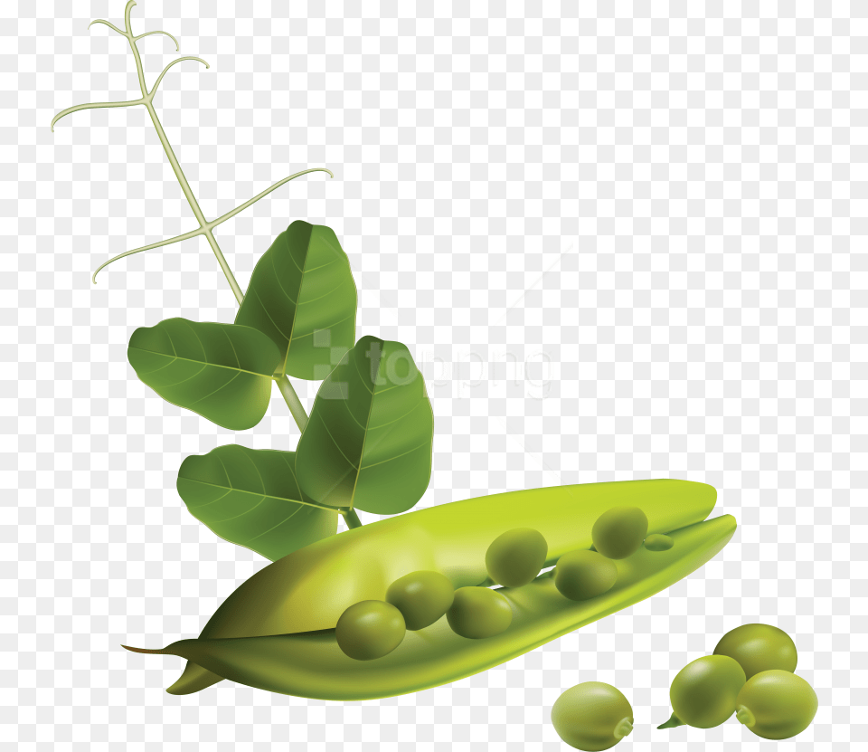 Download Pea Clipart Photo Vector Vegetables, Vegetable, Produce, Plant, Food Free Png