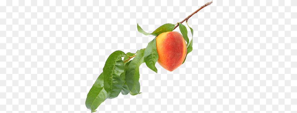 Download Peach Flavor Peach On Tree, Food, Fruit, Plant, Produce Png Image