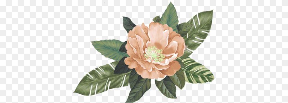 Download Peach Flower Background With No Japanese Camellia, Leaf, Plant, Anemone, Anther Png Image