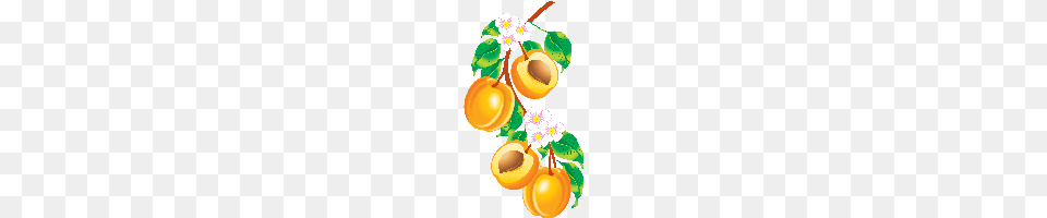 Download Peach Photo Images And Clipart Freepngimg, Apricot, Food, Fruit, Plant Png Image