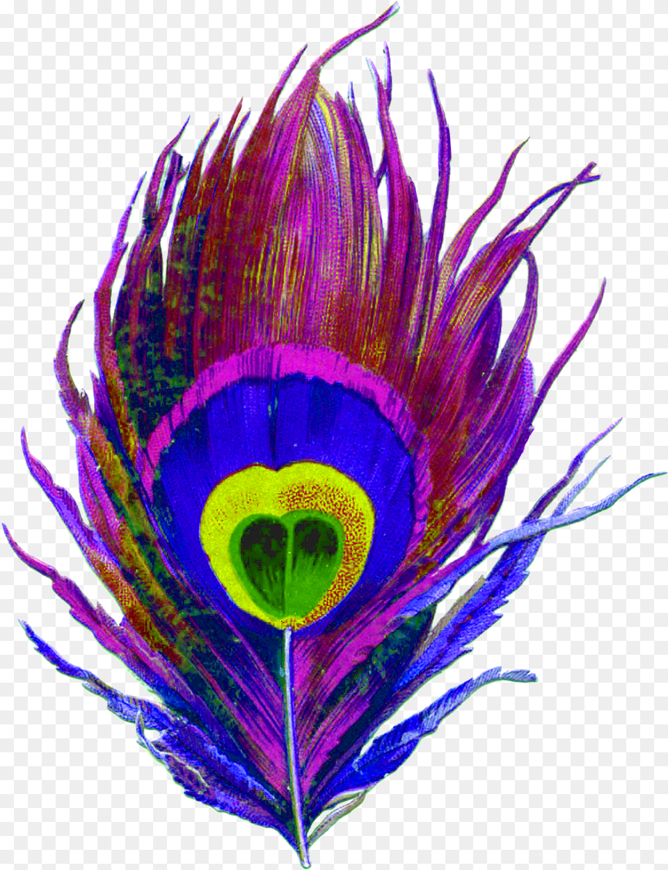 Peacock Feather Transparent Image And Clipart Colorful Peacock Feather, Pattern, Plant, Accessories, Fractal Free Png Download