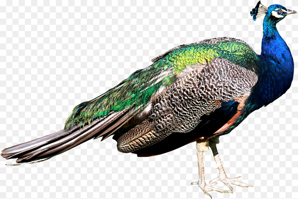 Download Peacock Images Animal, Bird Free Transparent Png