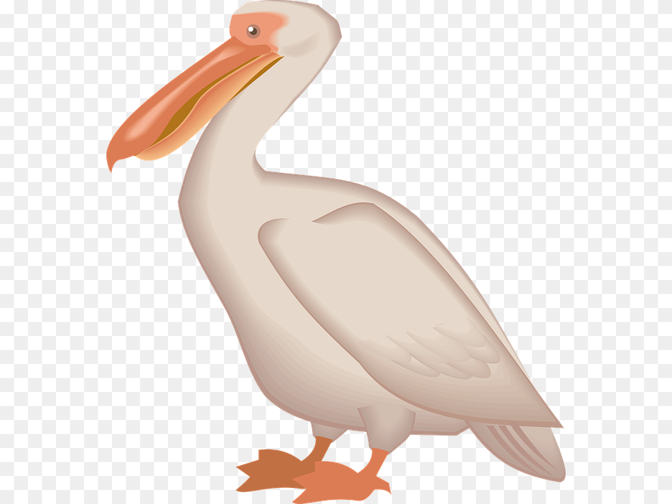 Download Pelican Cross Stitch Pelican Pattern, Animal, Bird, Waterfowl, Beak Png Image