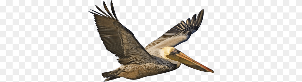 Download Pelican Free Transparent And Clipart, Animal, Bird, Waterfowl Png Image