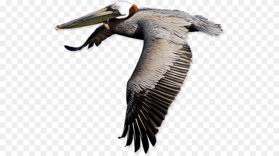 Download Pelican Image Pelican, Animal, Bird, Waterfowl Free Png