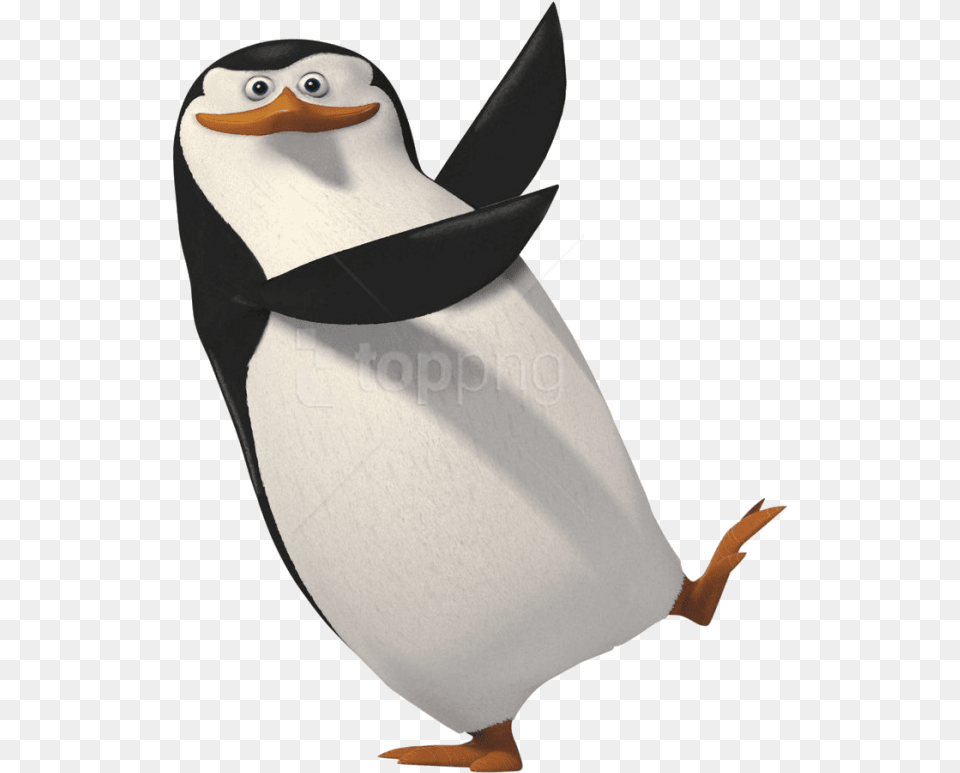 Download Penguin, Animal, Bird, Adult, Female Free Png