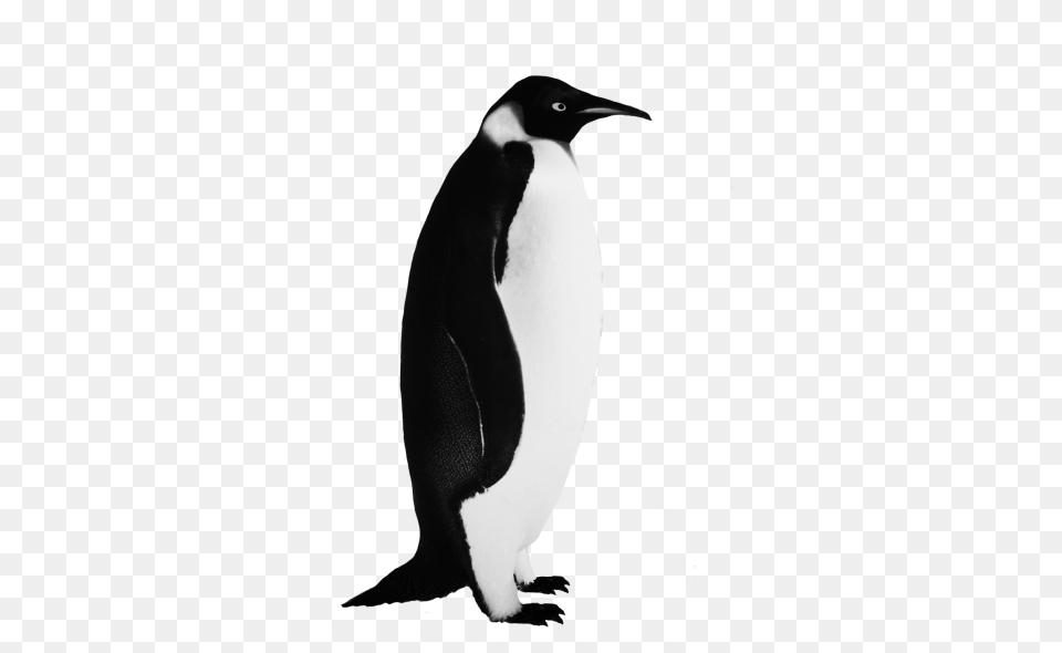 Download Penguin Free Transparent And Clipart Penguin Black And White, Animal, Bird Png Image