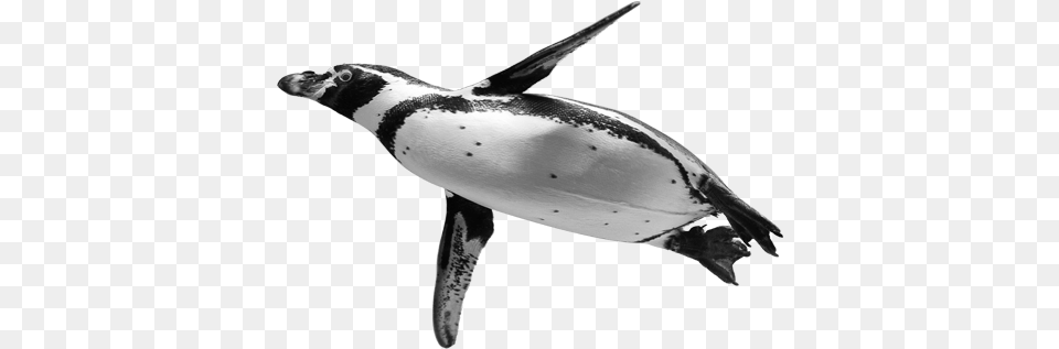 Download Penguinspngtransparentimagestransparent Penguin, Animal, Fish, Sea Life, Bird Free Png