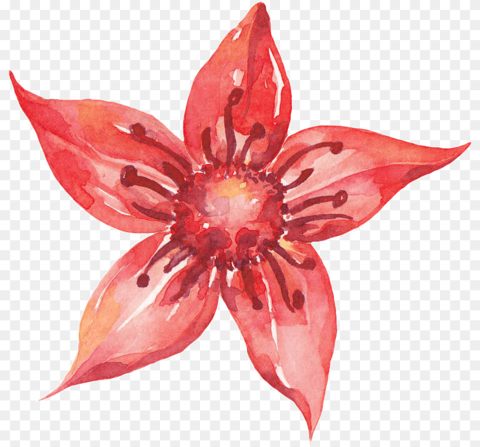 Download Pentagram Red Flower Cartoon Transparent Illustration, Anther, Petal, Plant, Dahlia Png