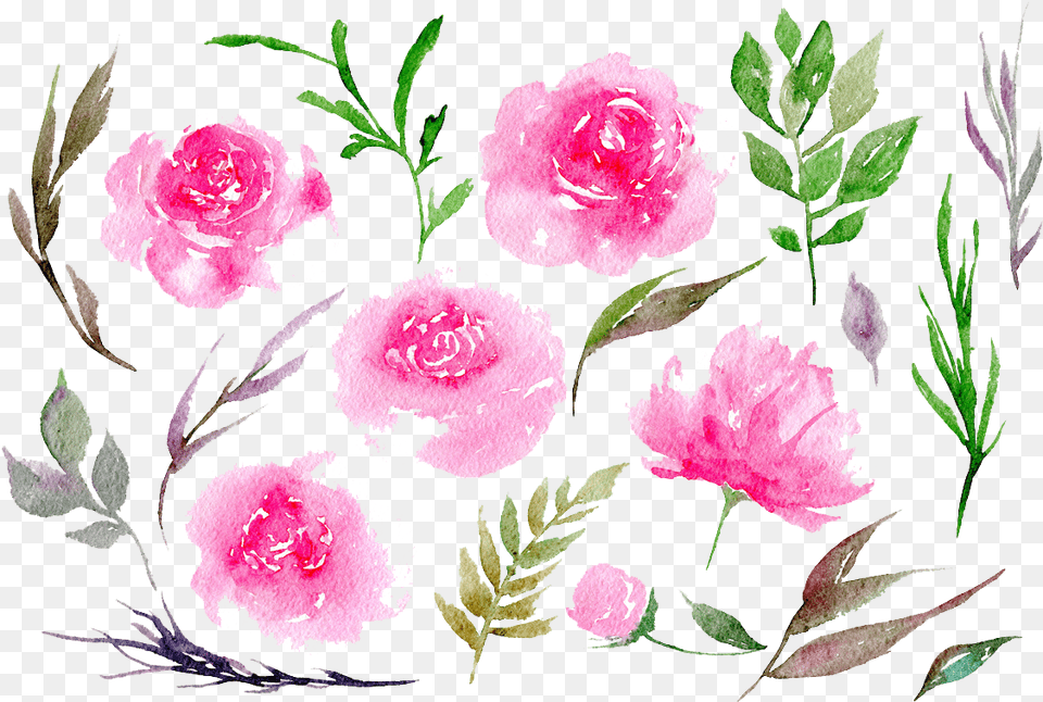 Peonies Clipart Peonies Water Color, Carnation, Flower, Plant, Rose Free Png Download