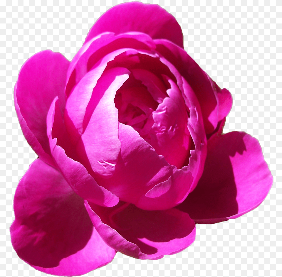 Peonies Peonies On Transparent Background, Flower, Geranium, Plant, Rose Free Png Download