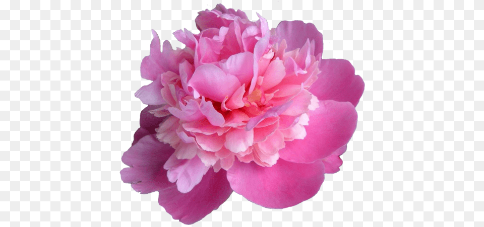 Download Peonies Transparent Pink Peony Transparent, Flower, Plant, Carnation, Rose Png Image