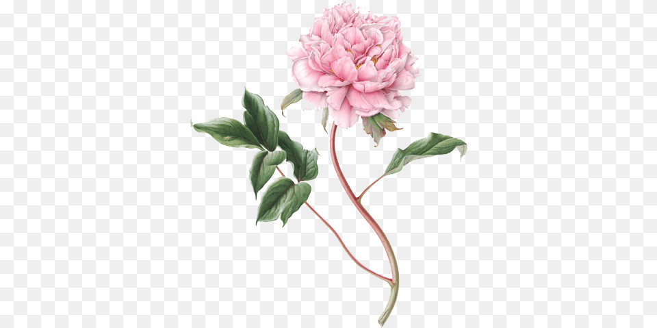 Download Peony File Botanical Illustration Peonies Drawing, Dahlia, Flower, Plant, Rose Free Transparent Png