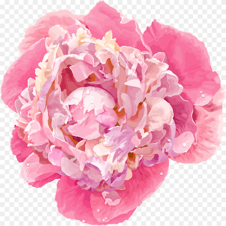 Download Peony Flower Vector Hd Uokplrs Peony Flower, Plant, Rose, Petal, Carnation Free Transparent Png