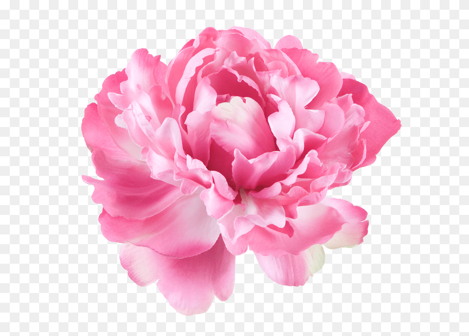 Peony Flowers Pink Flowers White Background, Carnation, Flower, Plant, Rose Free Png Download