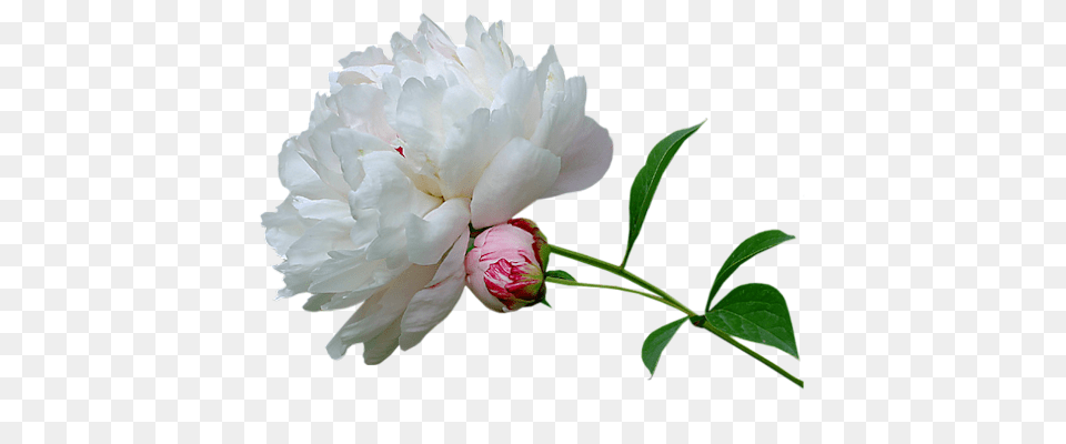 Peony Hq Image Animated Gif Gif Precious Life, Flower, Plant, Rose, Geranium Free Png Download