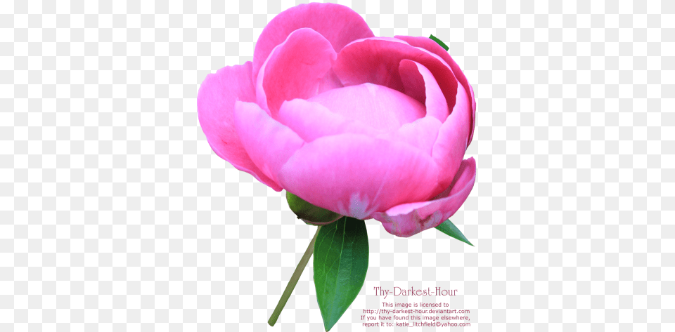 Download Peony Image And Clipart, Flower, Plant, Rose, Petal Free Transparent Png