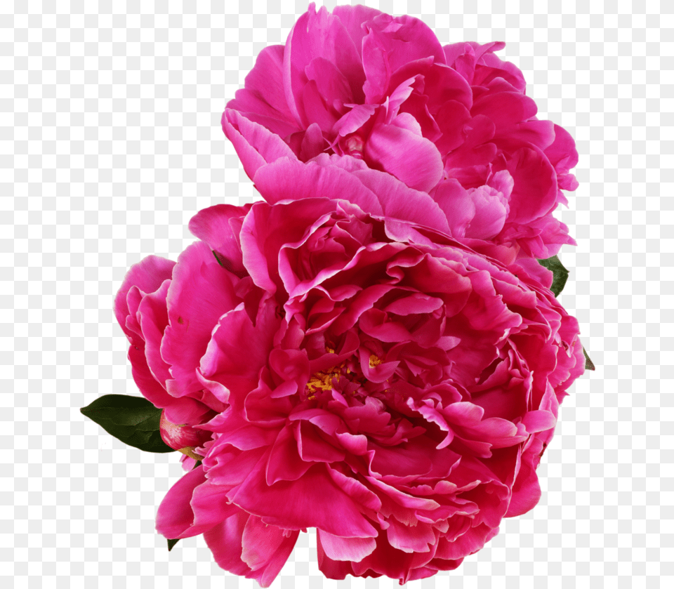 Download Peony Outline Vector Peony, Flower, Geranium, Plant, Rose Free Png
