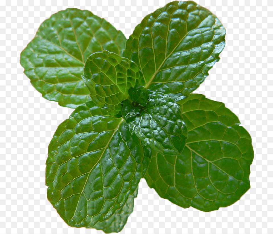 Download Peppermint Image With Mint, Herbs, Plant, Leaf Free Transparent Png