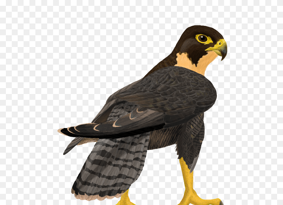 Download Peregrine Falcon Clipart Peregrine Falcon, Accipiter, Animal, Bird, Hawk Free Png