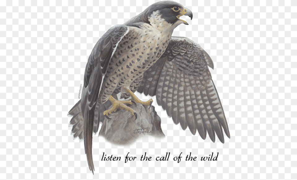 Download Peregrine Falcon Falcon, Animal, Beak, Bird, Hawk Png