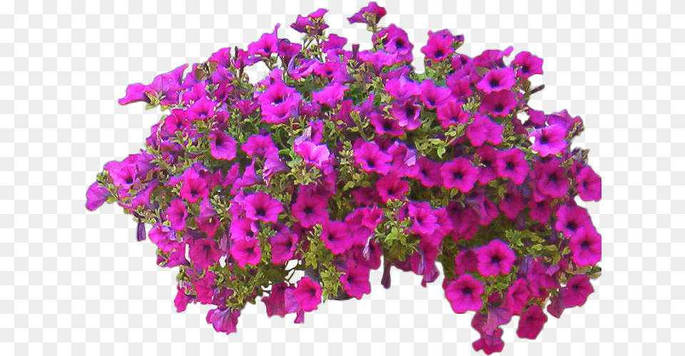 Download Petunia Free Flower Bush Transparent, Flower Arrangement, Geranium, Plant, Flower Bouquet Png Image