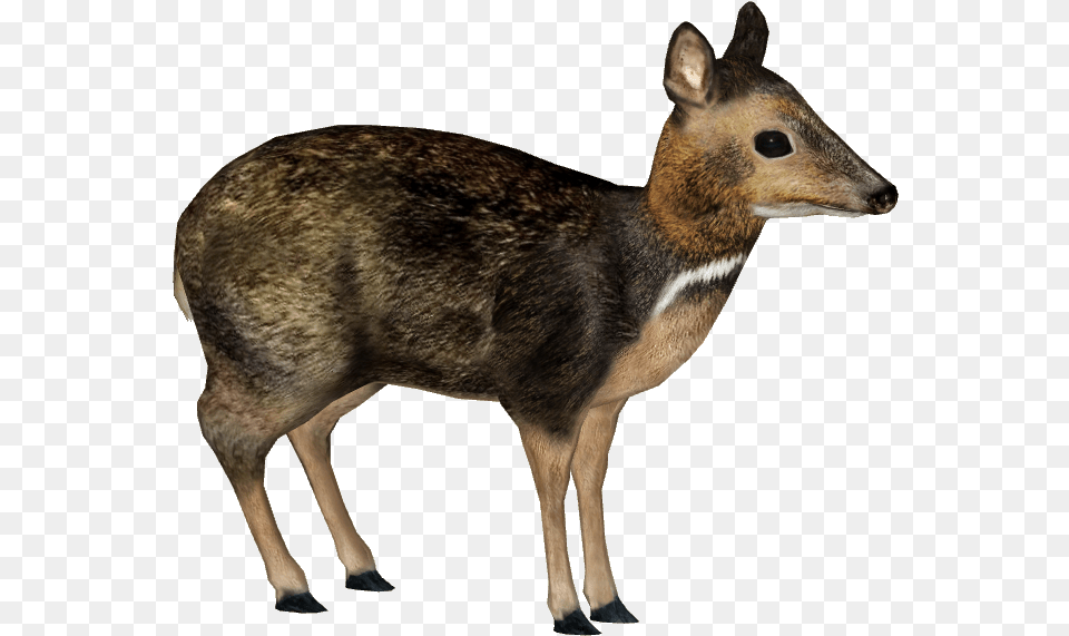 Download Philippine Mouse Deer Philippine Mouse Deer Philippine Mouse Deer, Animal, Mammal, Wildlife, Antelope Free Transparent Png