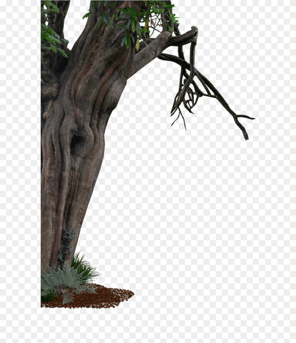 Download Phim Tree On The Side, Plant, Potted Plant, Tree Trunk, Wood Free Png