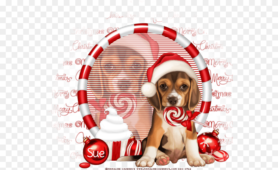 Download Photo Merry Christmas Beagle, Sweets, Food, Pet, Mammal Png Image