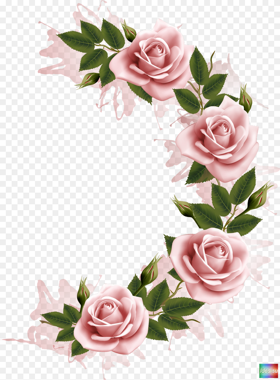Download Photography Flower Frame Stock Hq, Plant, Rose, Art, Graphics Free Transparent Png