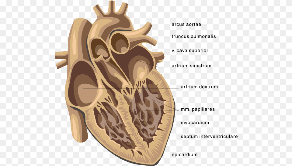 Download Picture Clipping Of Cardiology Open Human Heart Diagram Of The Heart, Food, Produce Free Transparent Png