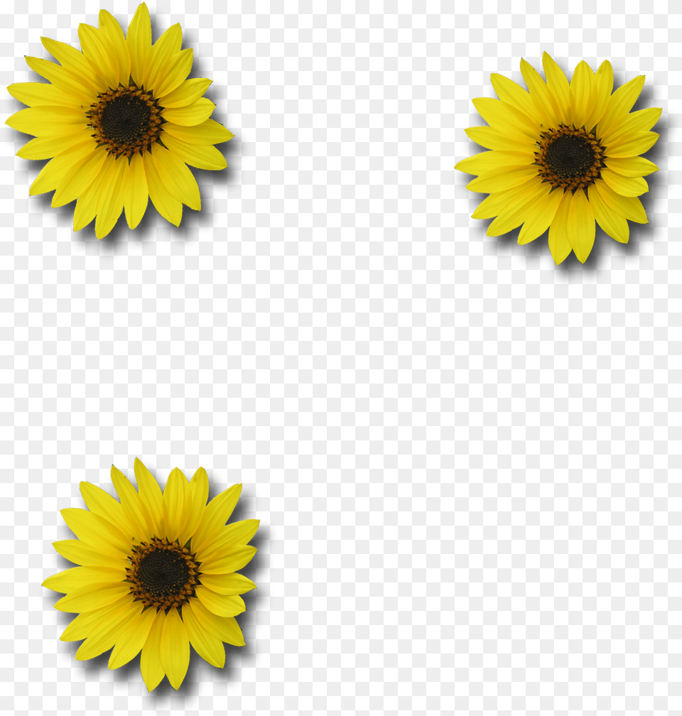 Download Picture Sunflower Sunflower Image Transparent Background, Daisy, Flower, Plant, Petal Free Png