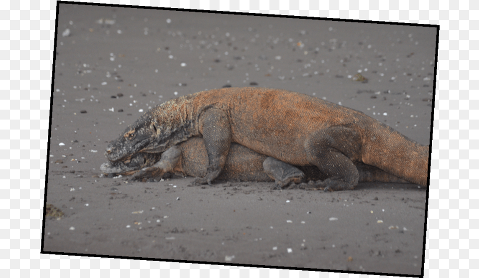 Download Picture9 Komodo, Animal, Lizard, Reptile Free Png