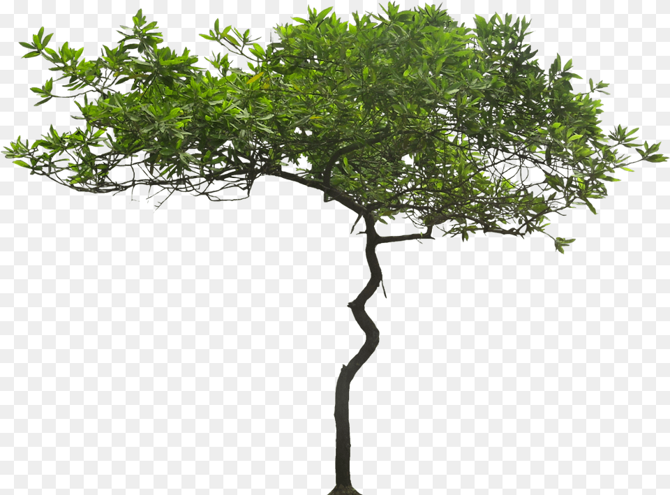 Pictures Of Ornamental Tropical Subtropical Acacia Tree Background, Plant, Potted Plant, Vegetation Free Png Download