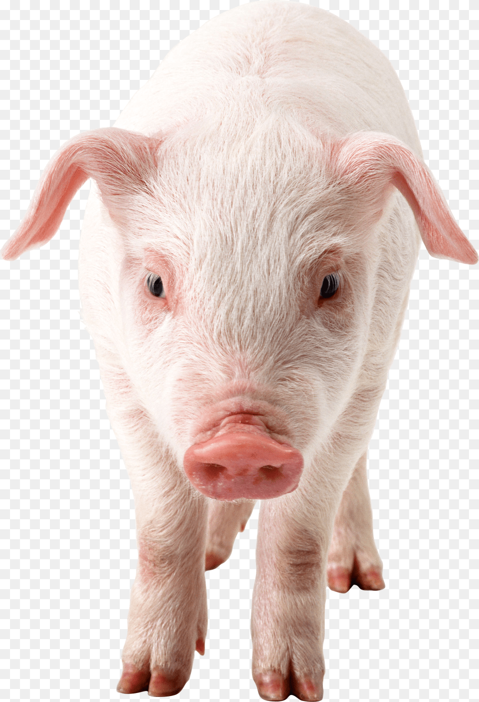 Download Pig Clipart Pig Transparent, Animal, Mammal, Hog Png