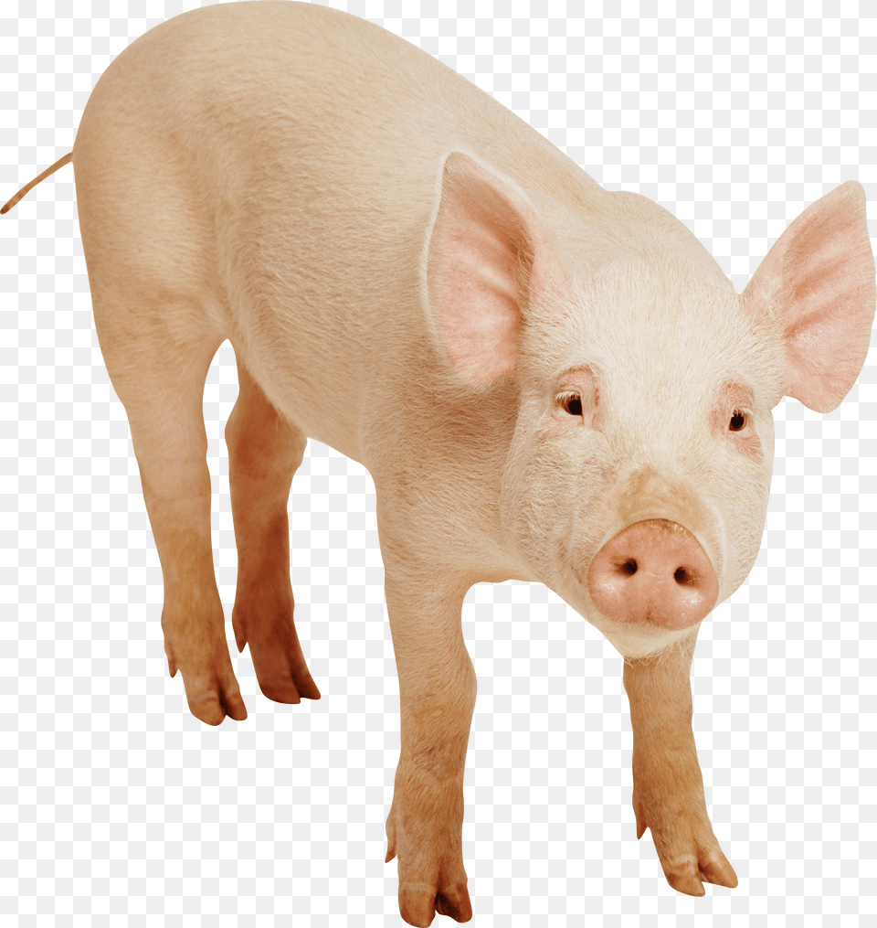 Download Pig Image Image Pngimg Pig Image Download, Animal, Mammal, Hog, Boar Png
