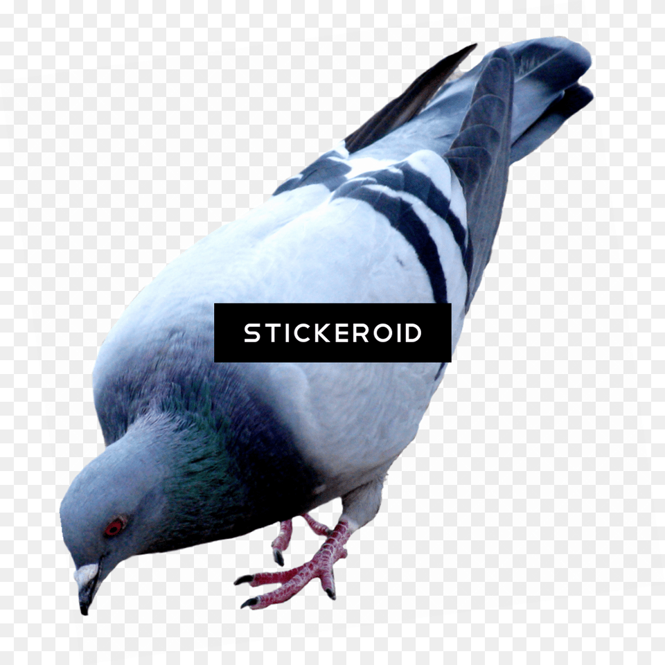 Download Pigeon Birds Pigeon, Animal, Bird, Dove Png Image